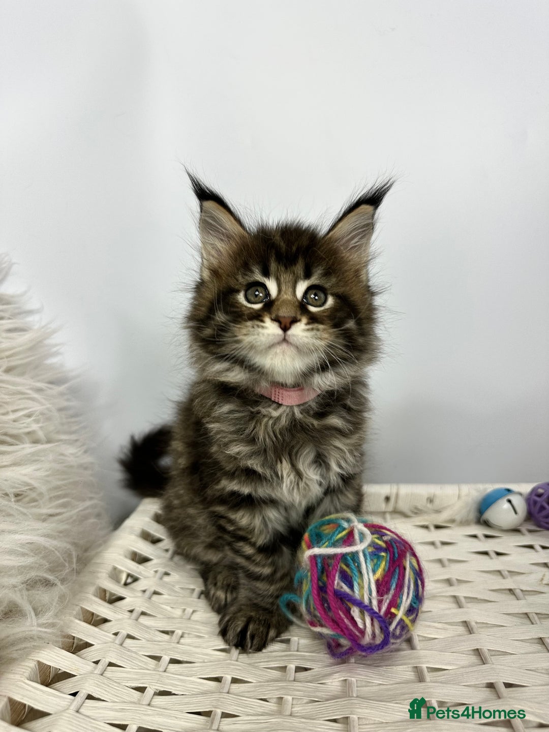 Maine Coon cats for sale: Gorgeous Pure Breed Maine Coon Kittens - Image 6