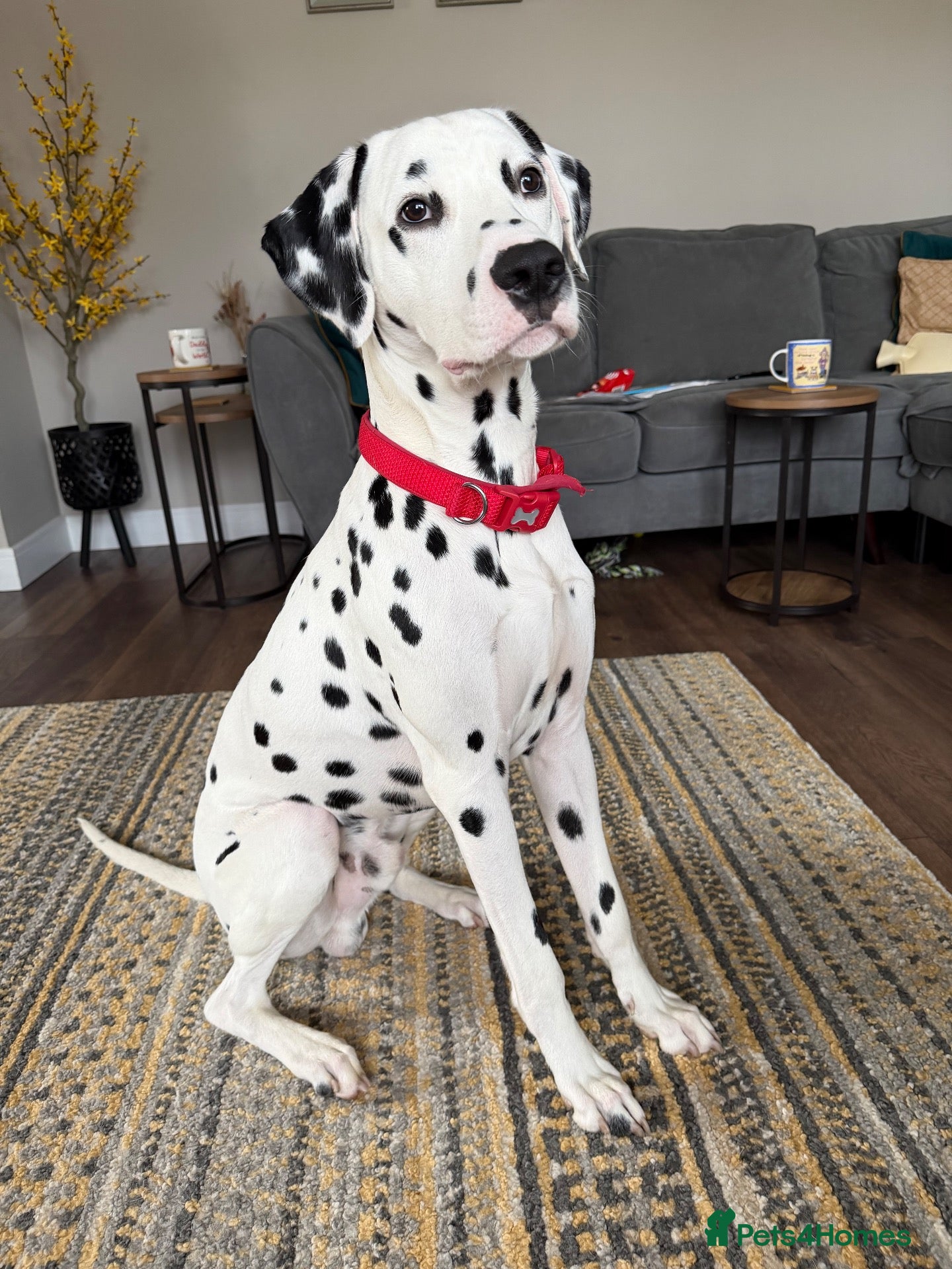 Dalmatian dogs FOR STUD - Advert 2