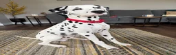 Dalmatian dogs for stud: FOR STUD - Advert 1