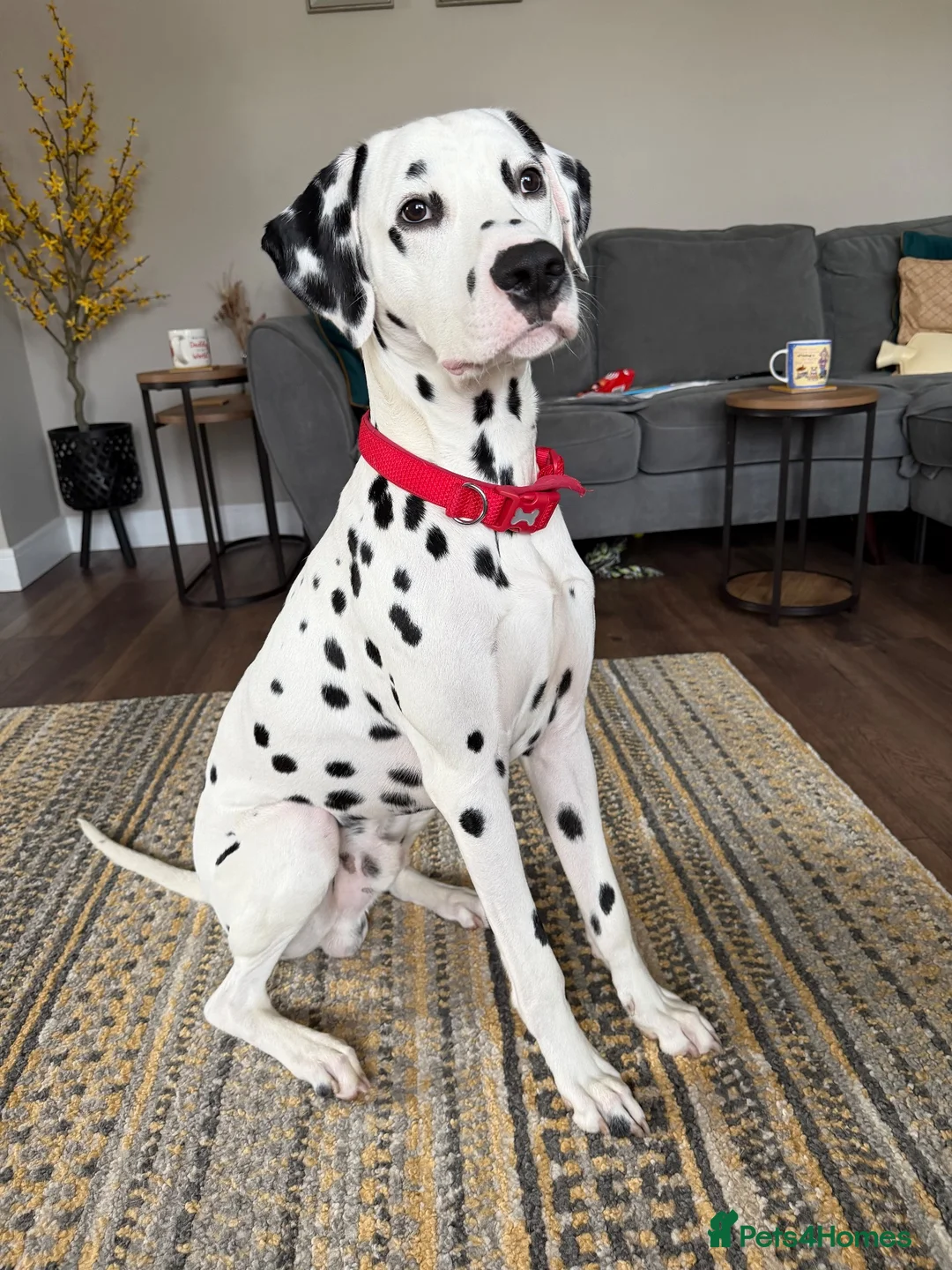 Dalmatian dogs for stud: FOR STUD - Advert 1