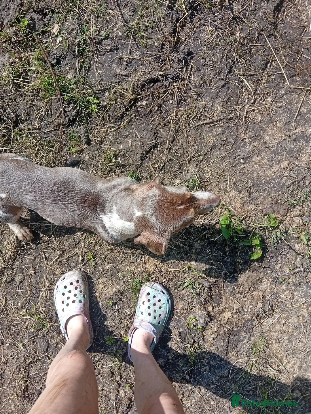 Dachshund dogs for stud: ISABELLA DAPPLED CHEAP STYD in Bradford - Advert 5