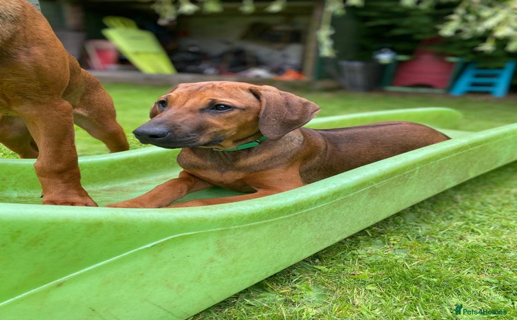 Rhodesian Ridgeback dogs - Advert 1