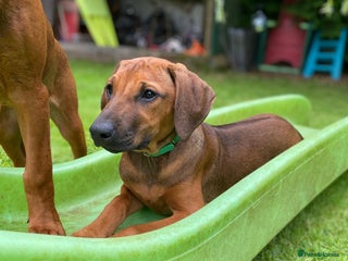 Rhodesian Ridgeback dogs - Advert 1