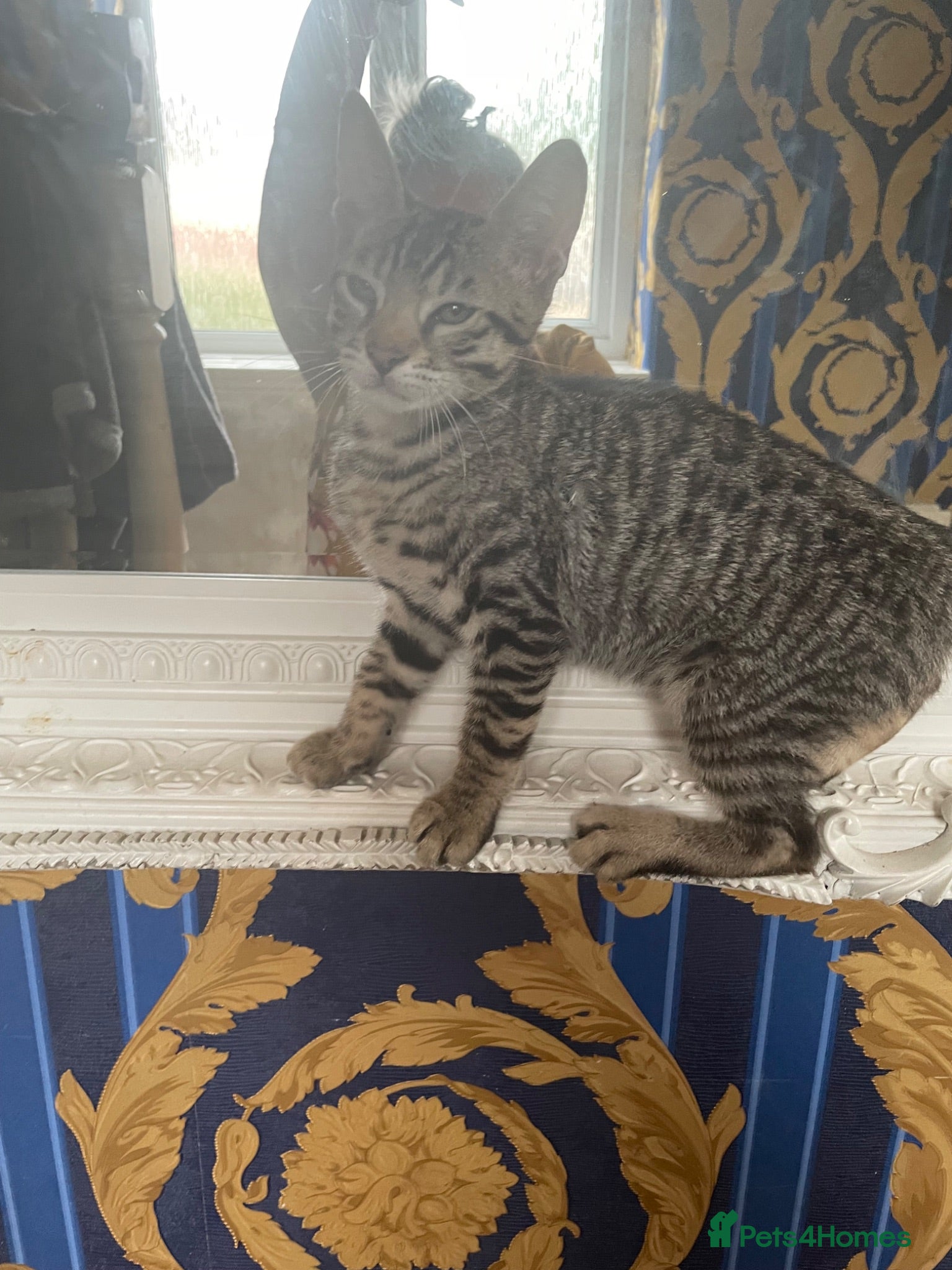 Bengal cats ♥️I NEED A NEW MUMMY OR DADDY 1 LEFT BEAUTIFUL ❤️ - Advert 4