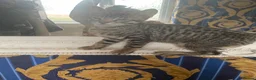 Bengal cats for sale: ♥️IAM ❤️WATCH ALL MY VIDEOS👀FOR MUMMY OR DADDY ❤️ - Advert 10