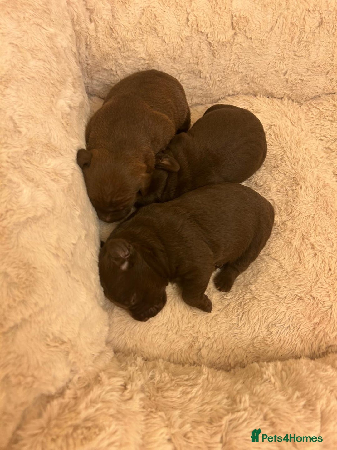 Patterdale Terrier dogs for sale: red patterdale pups  - Advert 11