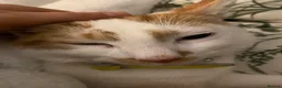 Domestic Shorthair cats for sale: Teddy - Advert 4