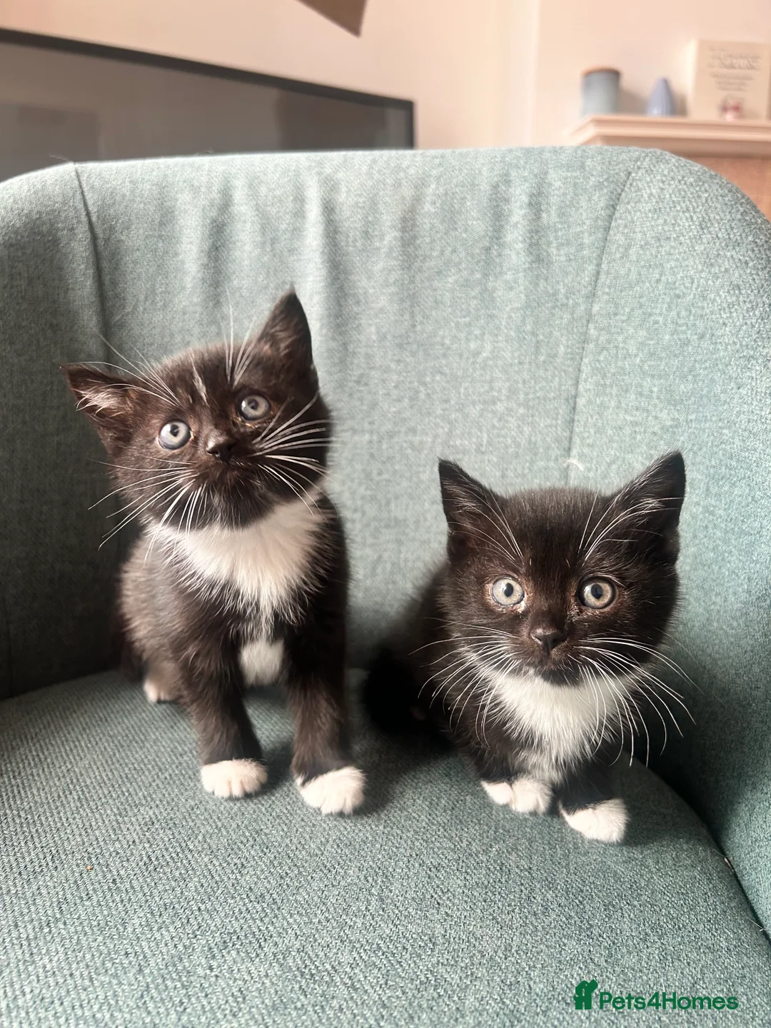 Mixed Breed cats for sale: Scottish fold kittens  - Advert 2
