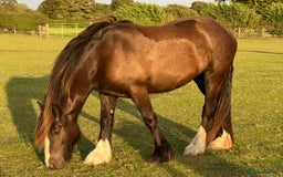 Other Breed horses for sale: 2 year old black cob filly to make approx 14.1/2hh - Image 4
