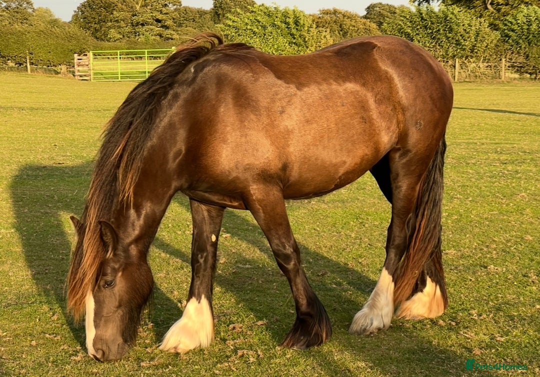 Other Breed horses for sale: 2 year old black cob filly to make approx 14.1/2hh - Image 4