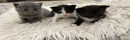 Mixed Breed cats for sale: 3 kittens adorable kitten for sale - Advert 11