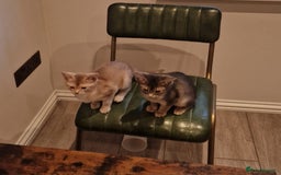 Abyssinian cats for sale: Fawn silver girl, blue boy - Advert 1