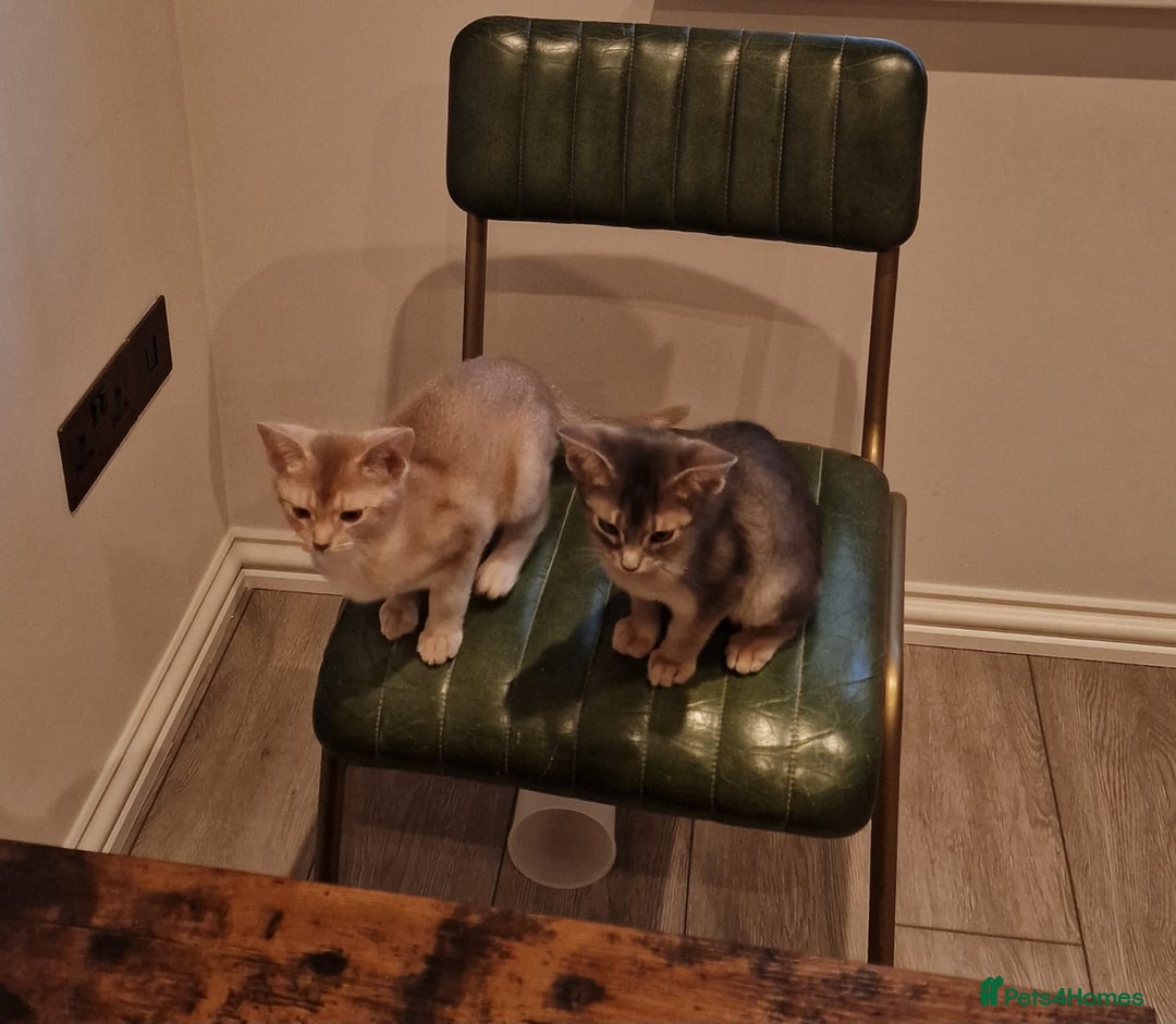 Abyssinian cats for sale: Fawn silver girl, blue boy - Advert 1