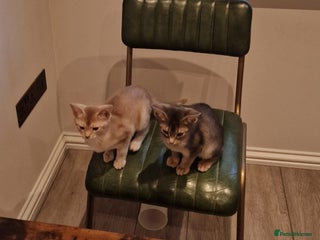 Abyssinian cats for sale: Fawn silver girl, blue boy - Advert 1