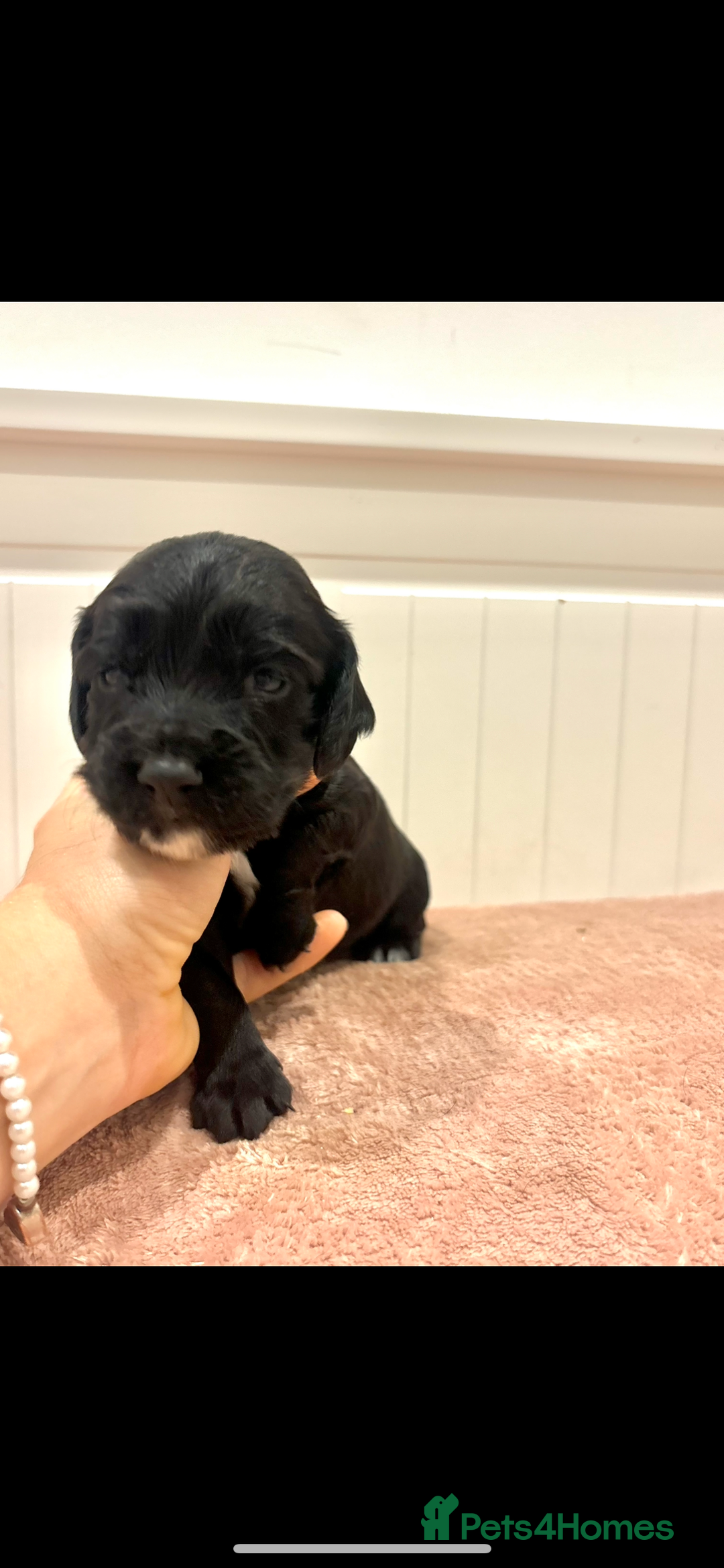 Cocker Spaniel dogs for sale: Kc registered working cocker spaniel - Image 12