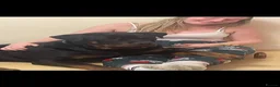 Rottweiler dogs for sale: German Rottweiler puppies  - Advert 13