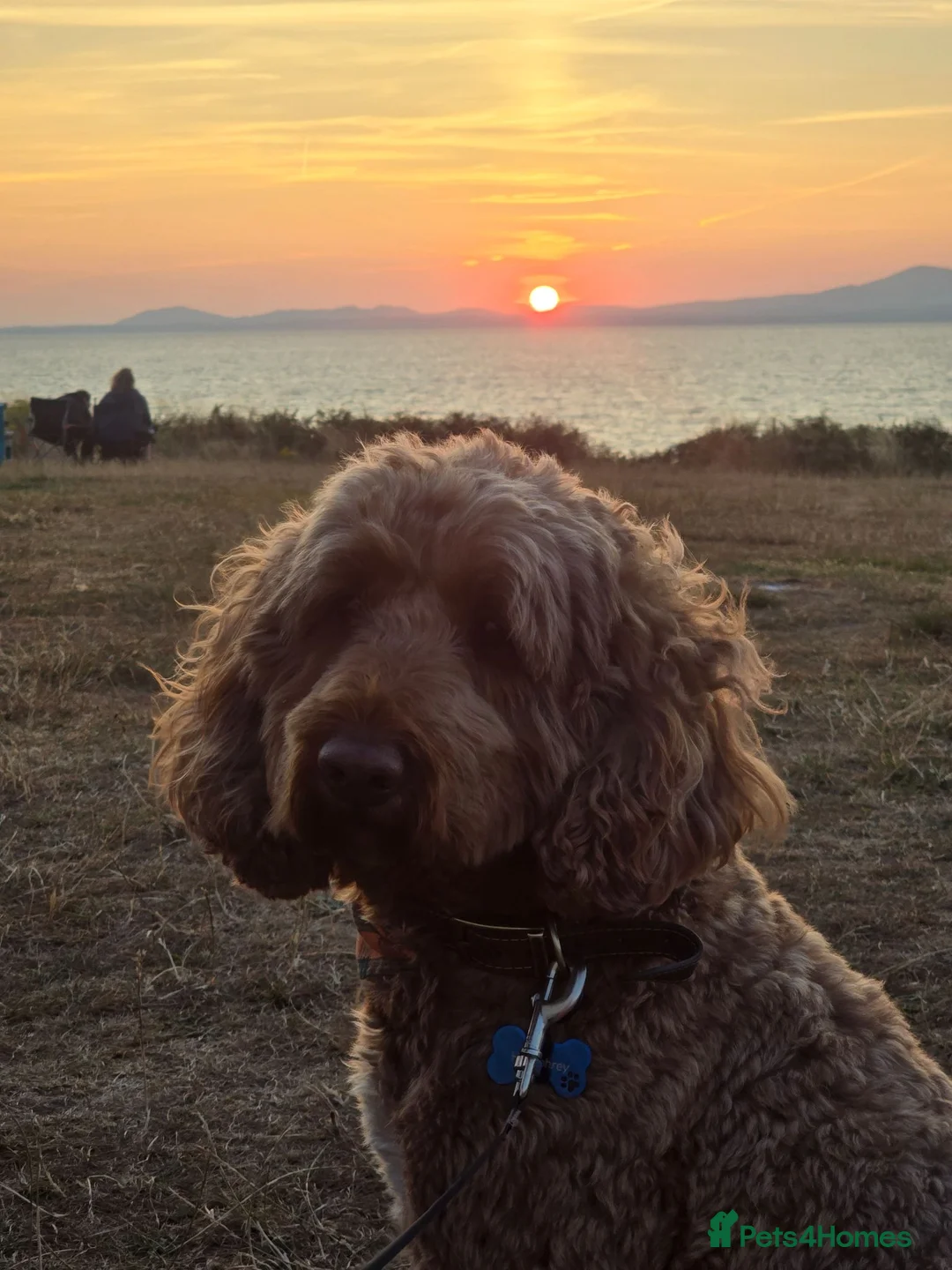 Cockapoo dogs for stud: Stunning F1 Cockapoo for stud. - Advert 9