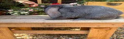French Lop rabbits for sale: French lops - Advert 11