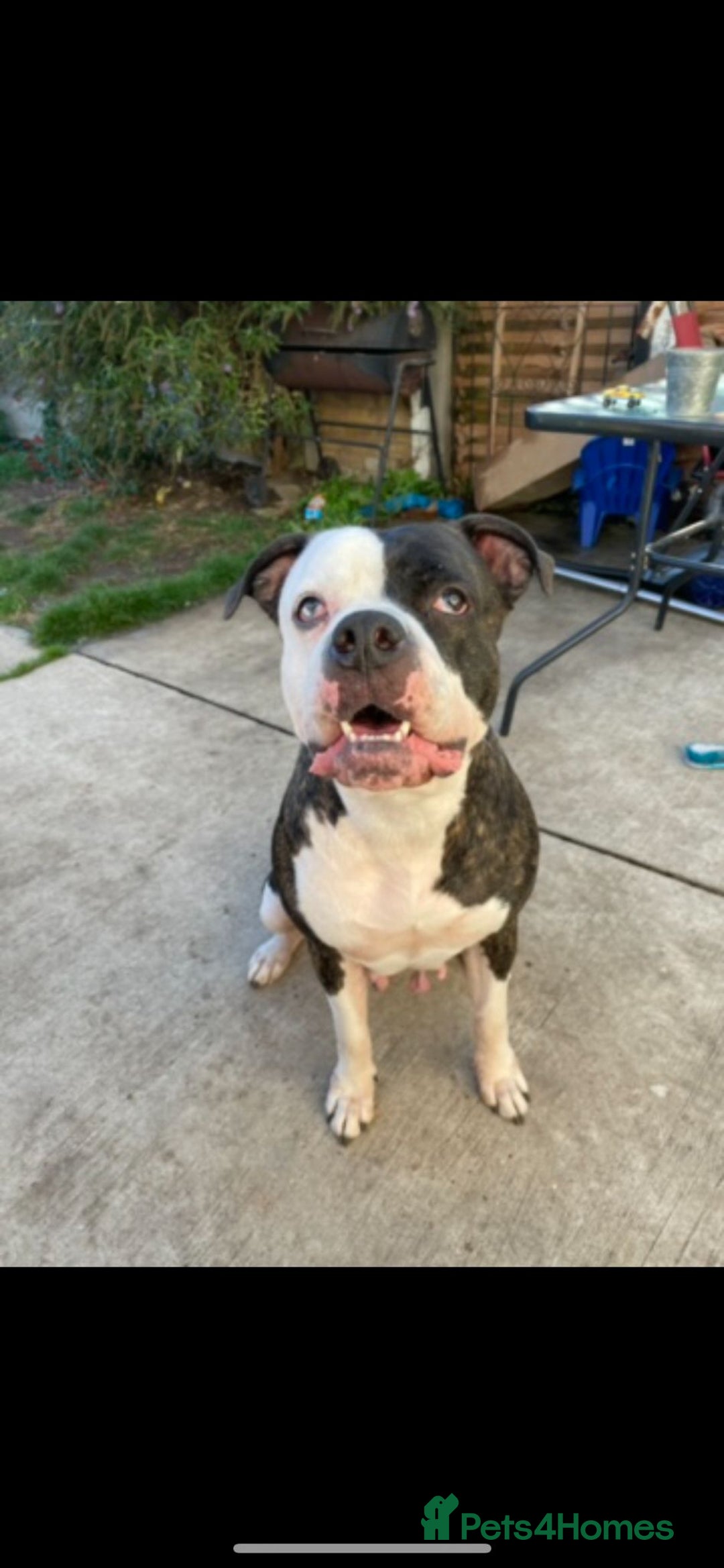 American Bulldog dogs for sale: American Bulldog  - Advert 5