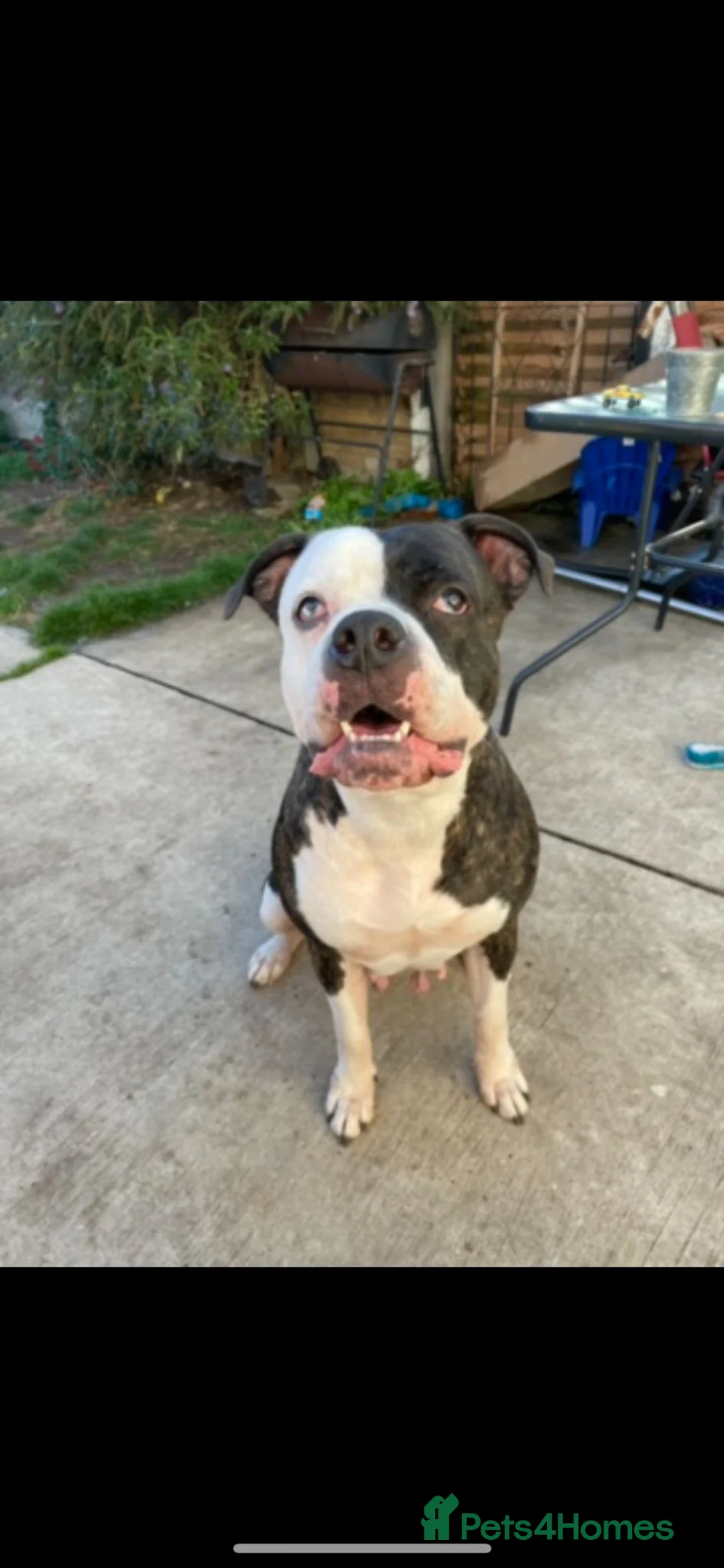 American Bulldog dogs for sale: American Bulldog  - Advert 5