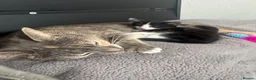 Mixed Breed cats for sale: Black and white and grey and white kitten  - Advert 16