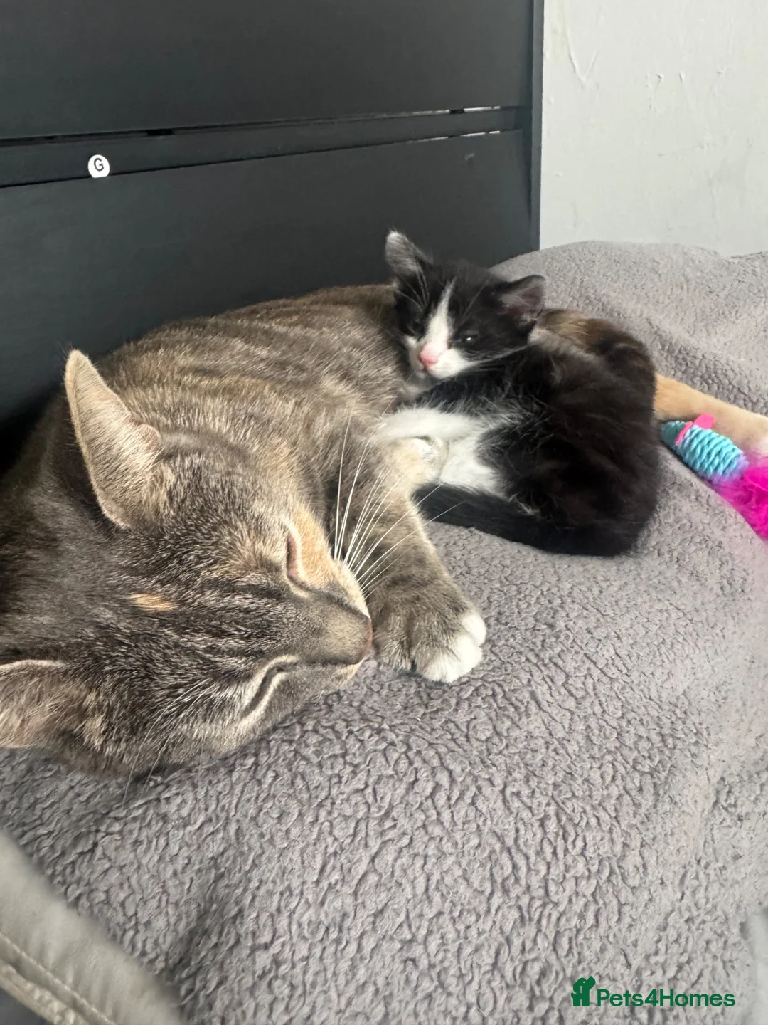 Mixed Breed cats for sale: Black and white and grey and white kitten  - Advert 16