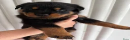 Rottweiler dogs for sale: Beautiful German bloodline Rottweiler puppies - Advert 8
