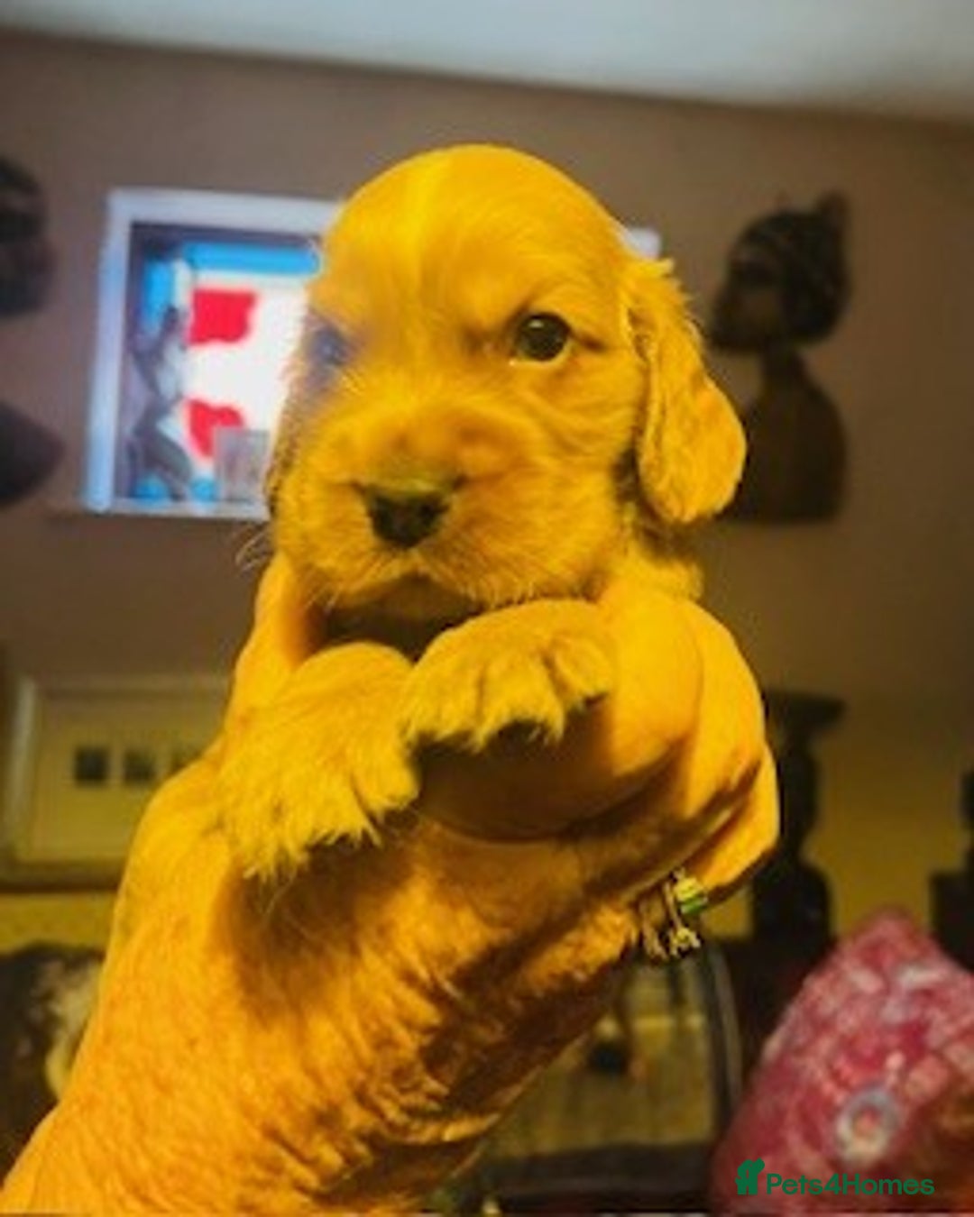 Cocker Spaniel dogs for sale: lyncham cocker spaniels - Image 4
