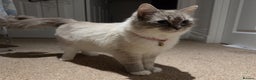 Ragdoll cats for sale: Female Ragdoll Cat for Sale (Urgent Rehoming) - Advert 2