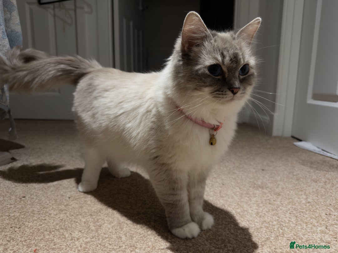 Ragdoll cats for sale: Female Ragdoll Cat for Sale (Urgent Rehoming) - Advert 2