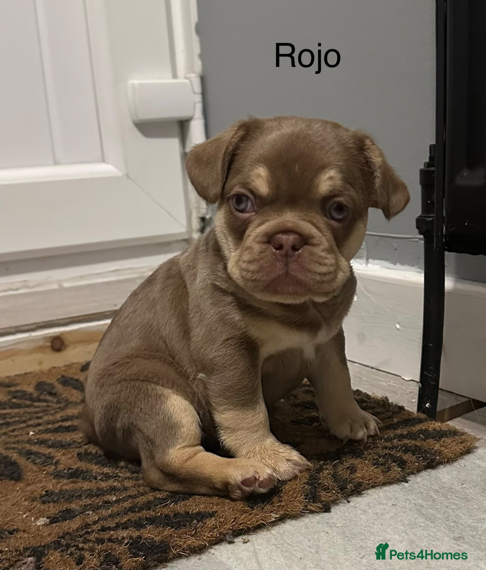 French Bulldog dogs 2 stunning french bulldog boys left - Advert 7