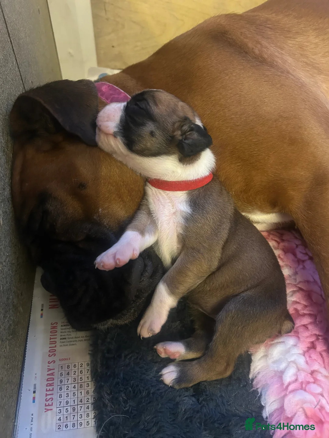 Boxer dogs for sale: Exceptional Litter - World Champion Bloodline  - Advert 21
