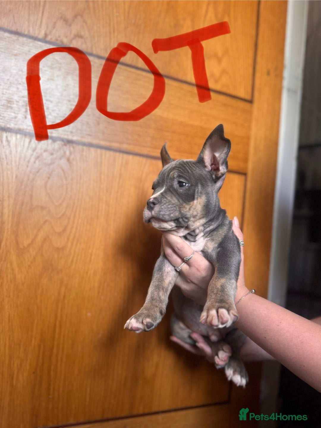 American Bully dogs for sale: American pocket bully’s  - Image 5