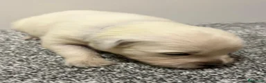 Golden Retriever 6