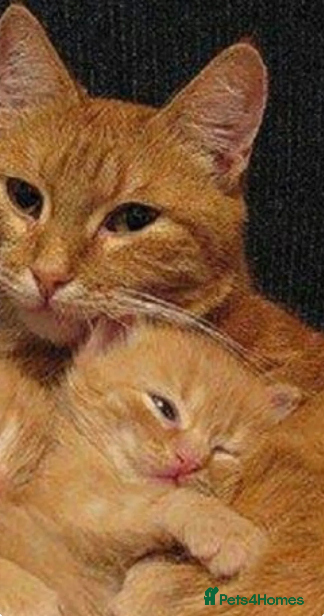 Mixed Breed cats for sale: Fluffy dark ginger kitten looking for new home 🏡 - Advert 2