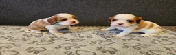 Cavalier King Charles Spaniel dogs for sale: * KC reg Cavalier King Charles Spaniel * - Advert 19