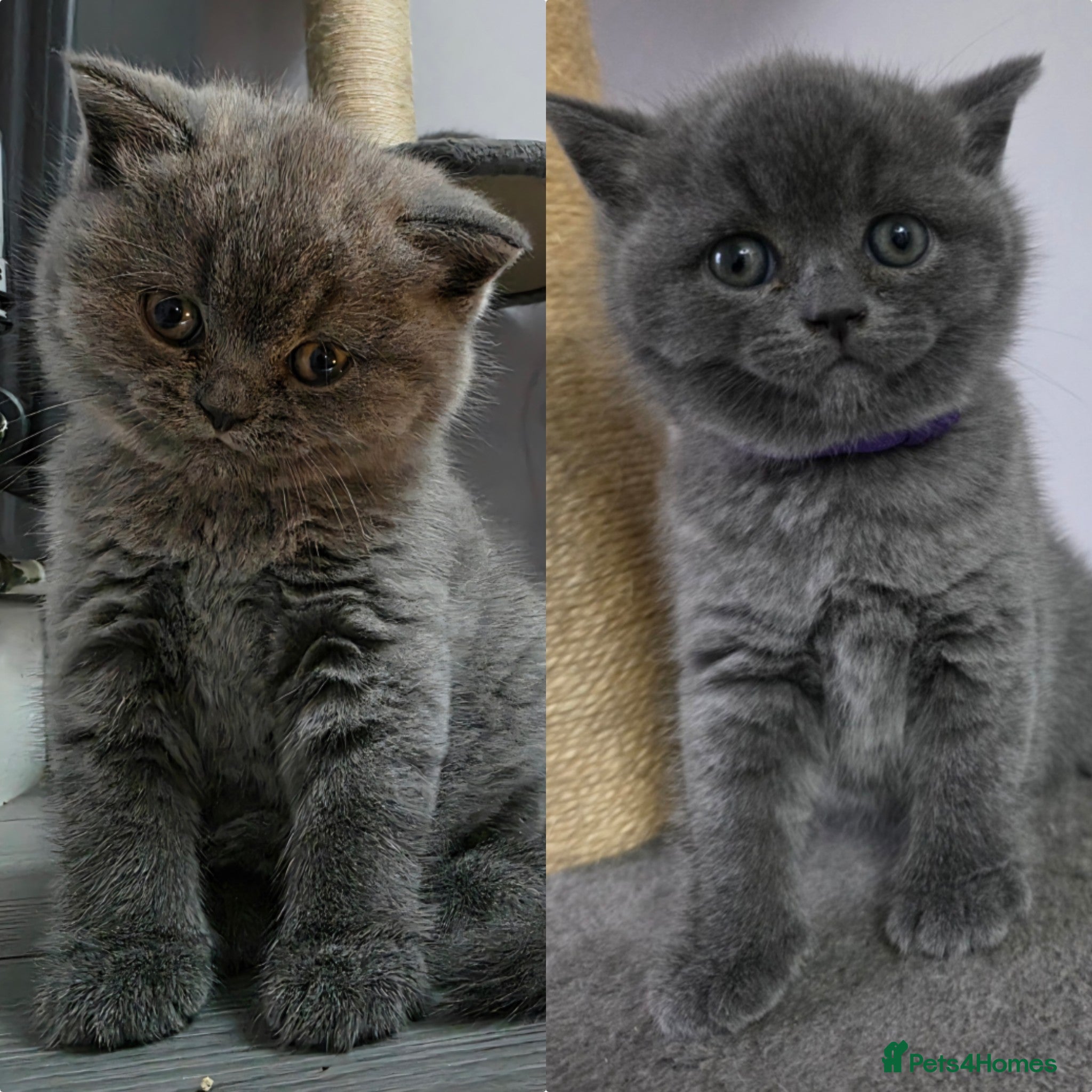 British Shorthair cats  GCCF British Shorthair - Champion Bloodlines  - Advert 7