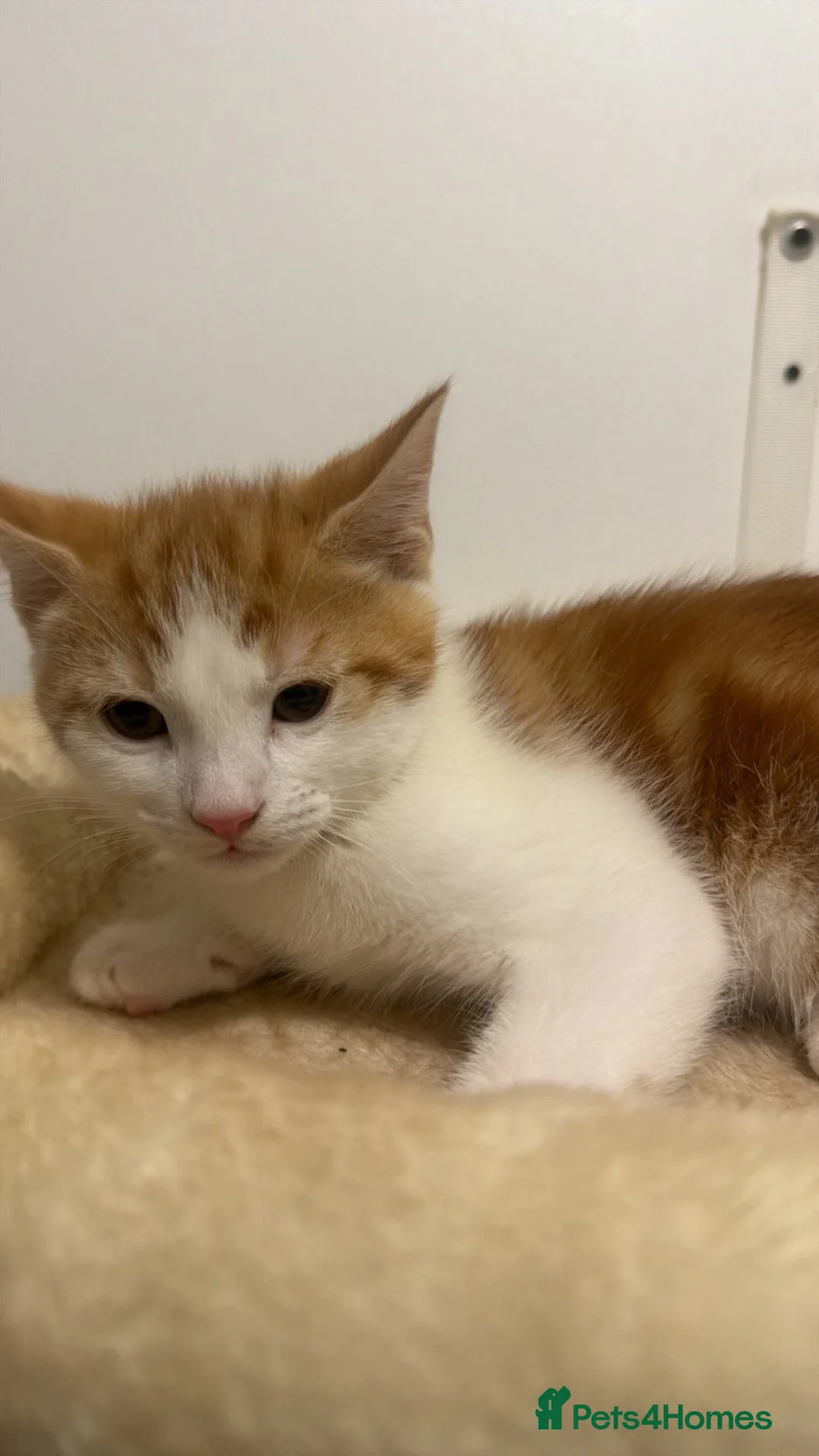 Mixed Breed cats for sale: X5 Ginger Kittens - Ready to leave! - Advert 7