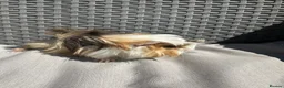 Guinea Pig rodents for sale: Very handsome baby long haired guinea pigs. - Advert 5
