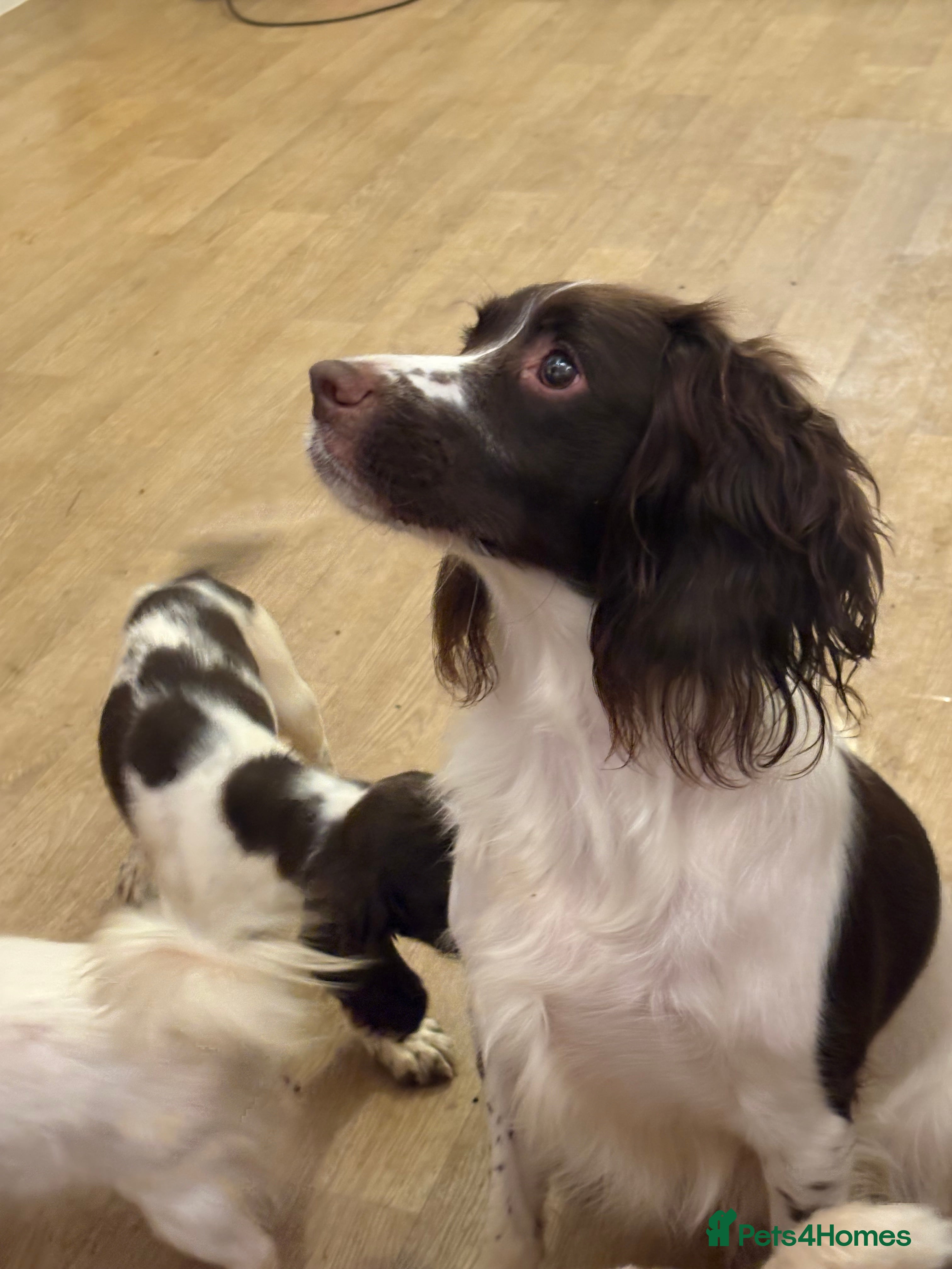 English Springer Spaniel dogs Two female pups left from a litter of 10 - Advert 2