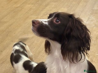 English Springer Spaniel dogs Two female pups left from a litter of 10 - Advert 1