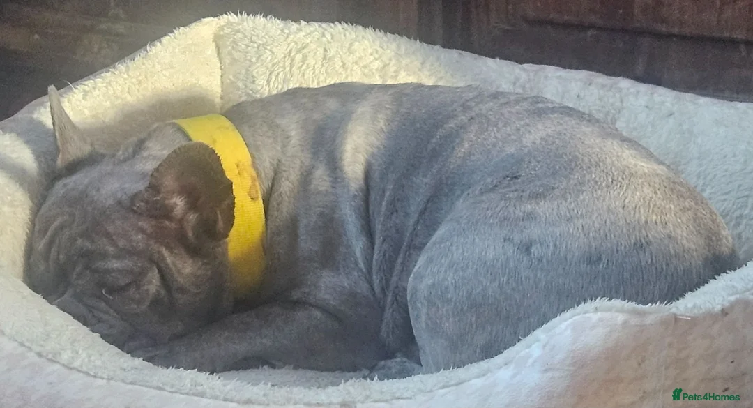 French Bulldog dogs for adoption: Urgently needs to be rehomed in Saffron Walden - Advert 2