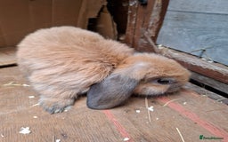 Mini Lop rabbits for sale: Mini Lops - Image 5