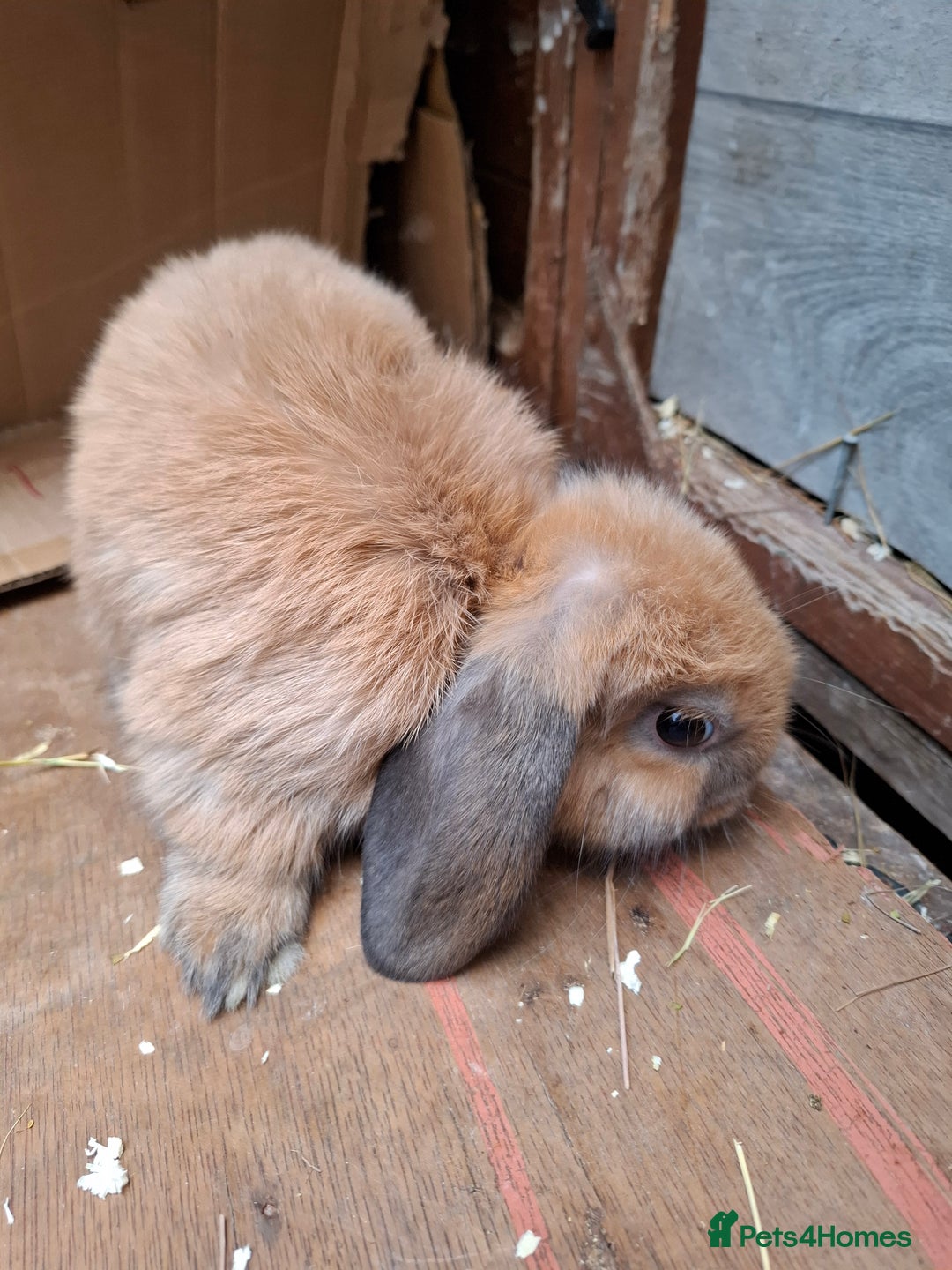 Mini Lop rabbits for sale: Mini Lops - Image 5