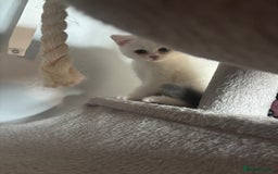 British Shorthair cats for sale: Last 2 boys!!  - Image 7