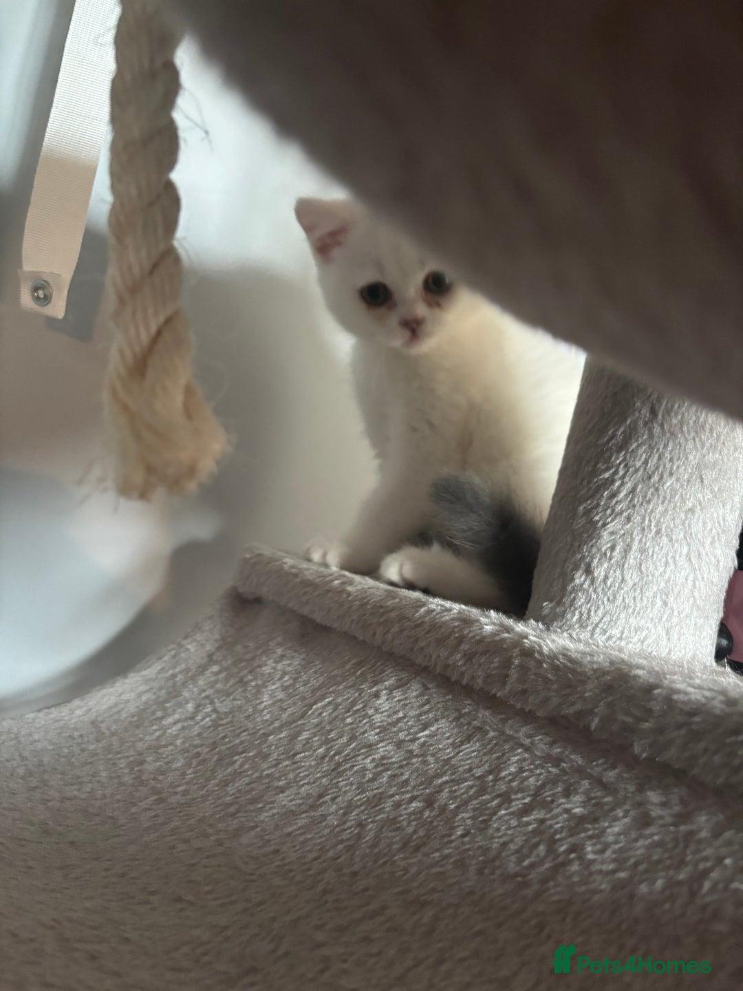 British Shorthair cats for sale: Last 2 boys!!  - Image 7