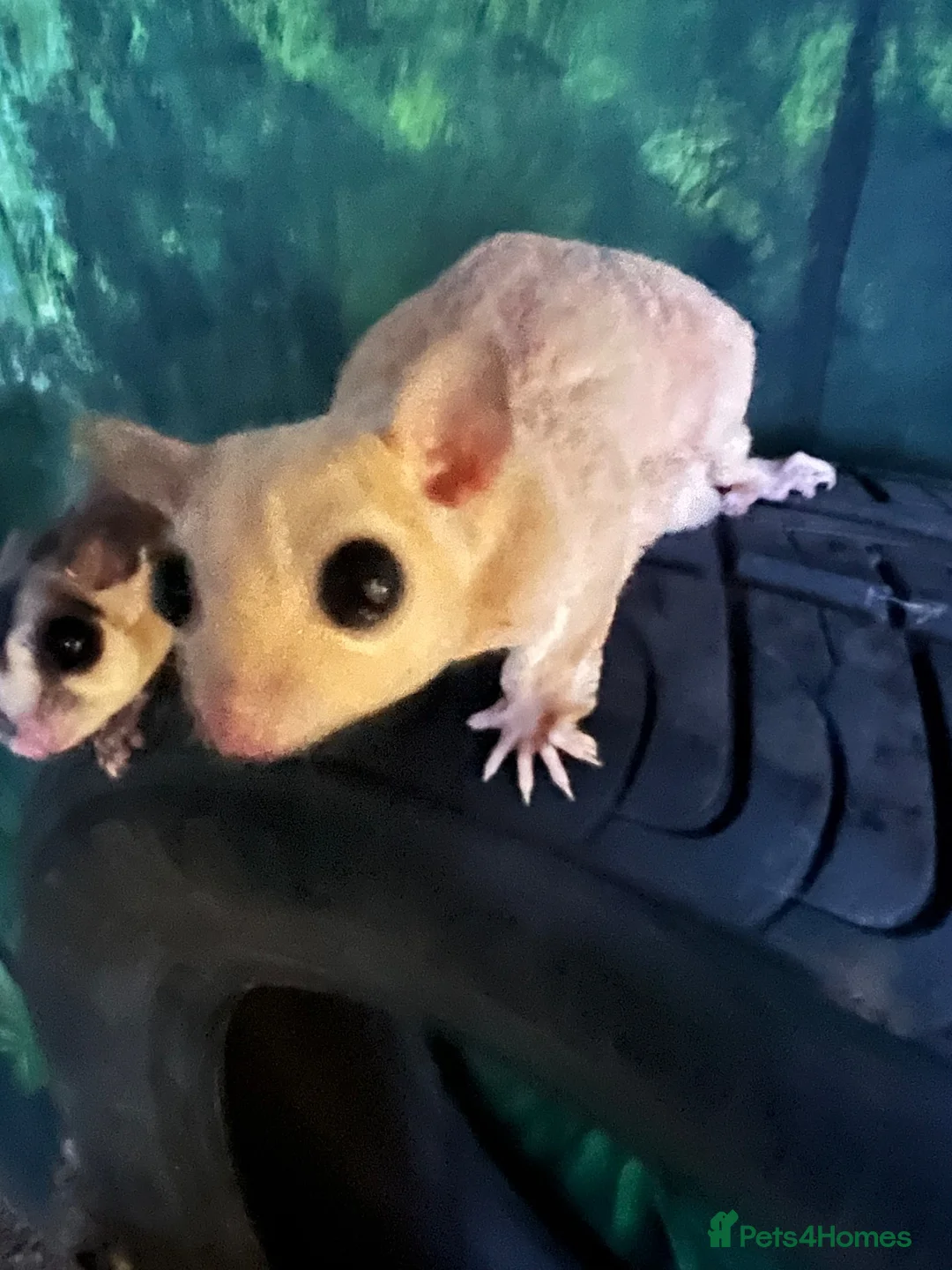 Sugar Glider rodents for sale: Sugar Gliders for sale  in ELY - Advert 2