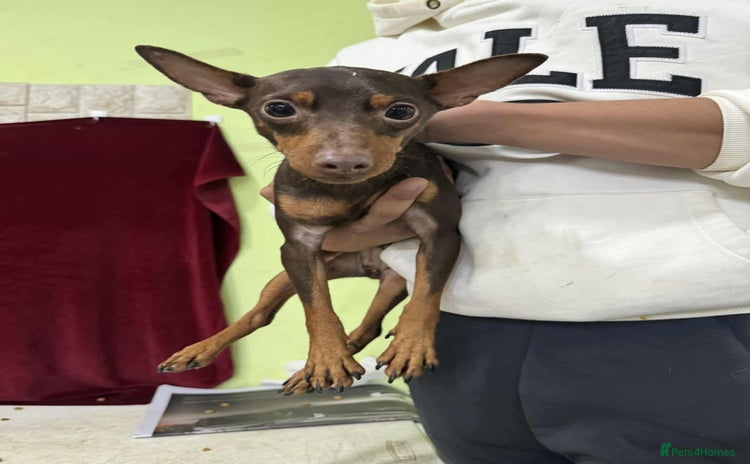 Miniature Pinscher dogs - Advert 1