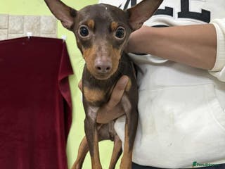 Miniature Pinscher dogs John 3 year mini pin Korean meat trade survivor - Advert 1