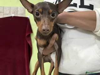 Miniature Pinscher dogs John 3 year mini pin Korean meat trade survivor - Advert 1